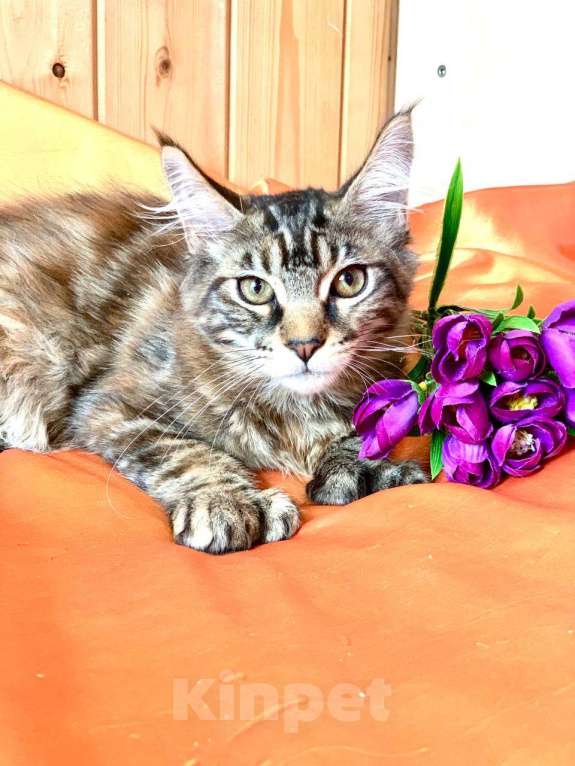 Кошки в Челябинске: 🔥🔥🔥 КОТЕНОК МЕЙН-КУН ПОЛИДАКТ ДЕВОЧКА Девочка, Бесплатно - фото 2