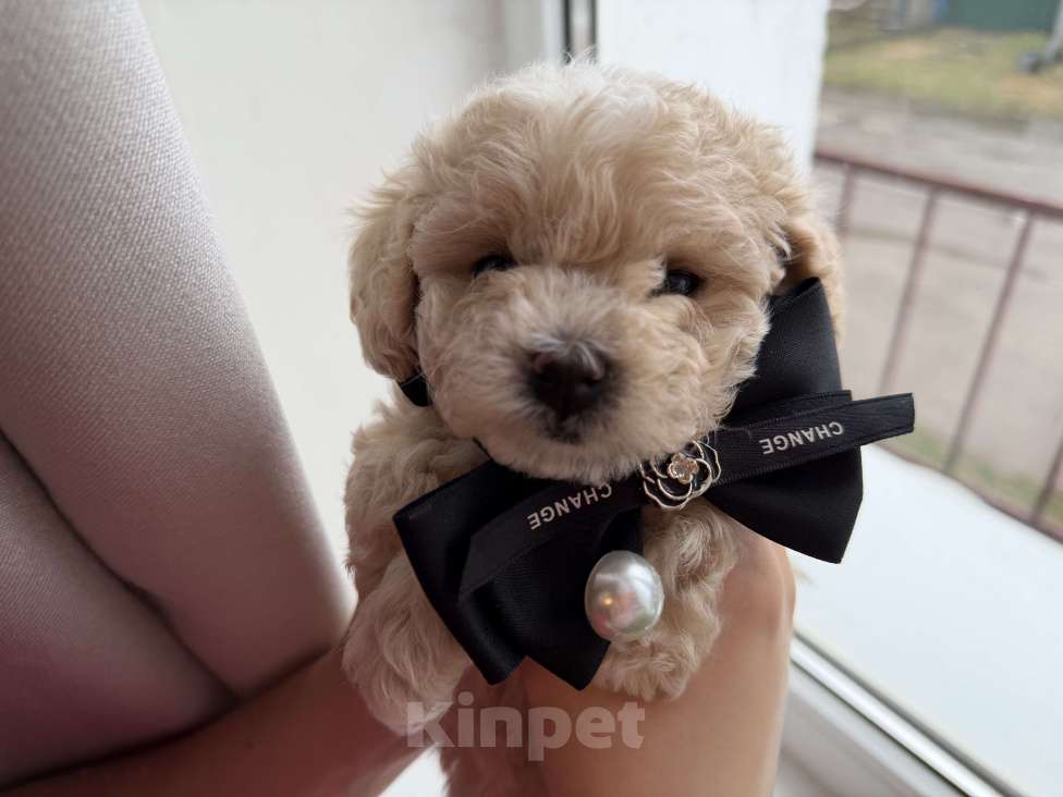 Собаки в Иваново: Той-пудель мальчик Мальчик, Бесплатно - фото 7