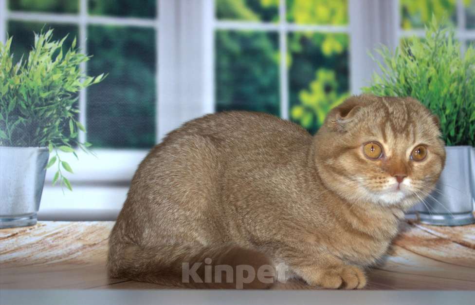 Кошки в Санкт-Петербурге: Шотландский вислоухий котенок  Мальчик, Бесплатно - фото 4