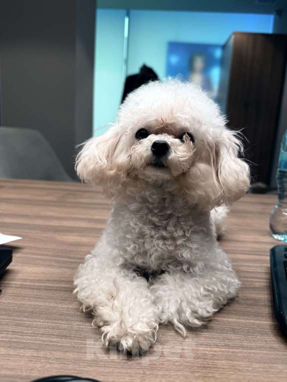 Собаки в Москве:  Той-пудель, настоящий Teacup , импорт из Kитая 🇨🇳  Девочка, 250 000 руб. - фото 3