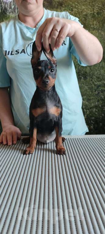 Собаки в Ореховом-Зуево: Щенки цвергпинчера Мальчик, 50 000 руб. - фото 9