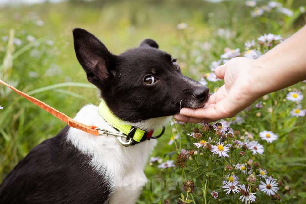 Собаки в Москве: Месси, некрупный щенок из приюта Мальчик, Бесплатно - фото 8