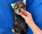 Собаки в Москве: Мерле йорк мальчик стандарт игривый Мальчик, 50 000 руб. - фото 8