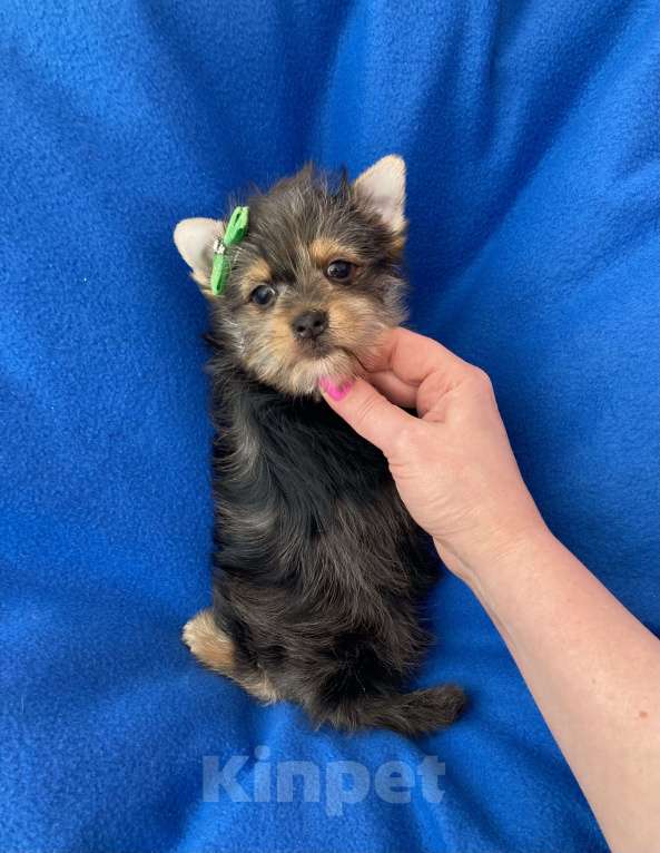 Собаки в Москве: Мерле йорк мальчик стандарт игривый Мальчик, 50 000 руб. - фото 8