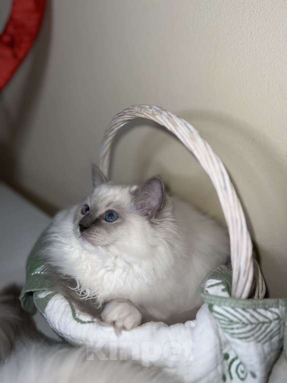Кошки в Москве: Рэгдолл котенок, девочка Девочка, Бесплатно - фото 2