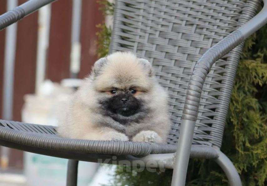Собаки в Москве: Померанский шпиц мини микро Девочка, Бесплатно - фото 6