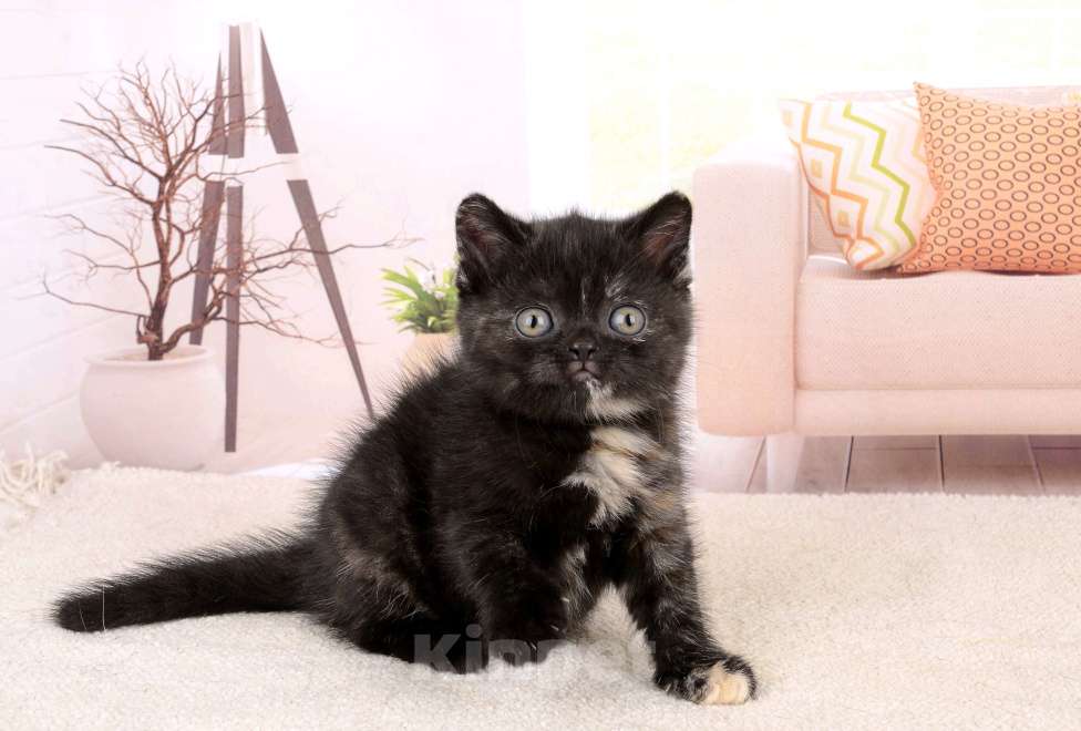 Кошки в Санкт-Петербурге: Британская малышка черепахового окраса Девочка, 65 000 руб. - фото 5