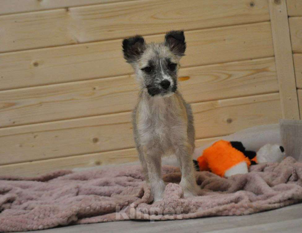 Собаки в Лосином-Петровском: якутята из ледяного подъезда Мальчик, Бесплатно - фото 5