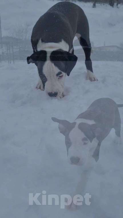 Собаки в других городах Свердловской области: Предлогаю щенка девочку, прошедшую актировку. Девочка, 20 000 руб. - фото 4