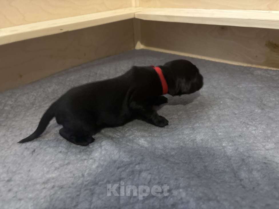 Собаки в Москве: Бронируем щенков прямошерстного ретривера флэт Девочка, 75 000 руб. - фото 3