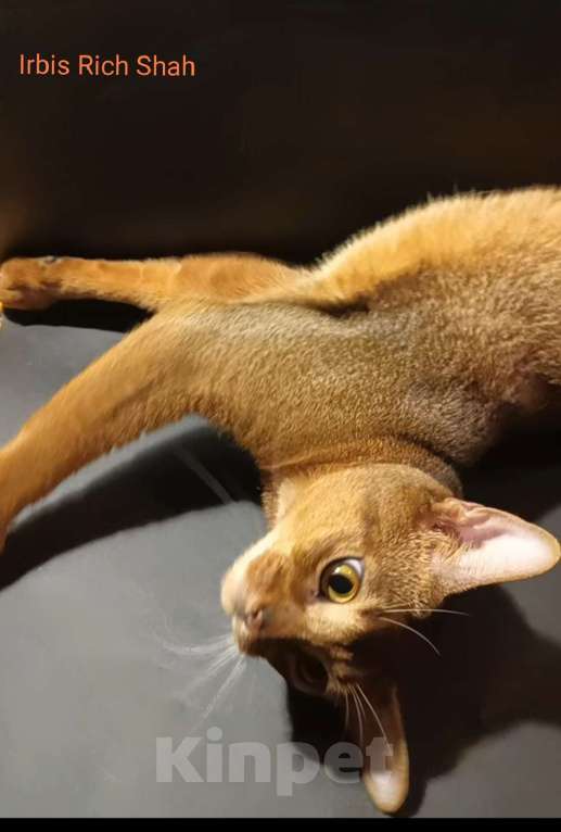 Кошки в Москве: Абиссинский красавчик для вчзки Мальчик, 9 000 руб. - фото 1