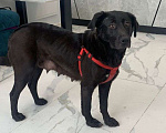 Собаки в Москве: «Правильный цвет - чёрный!» Коко Шанель.                                            Девочка, Бесплатно - фото 4