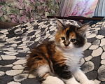 Кошки в других городах Новосибирской области: Котёнок Мейн-кун  Девочка, 18 000 руб. - фото 2