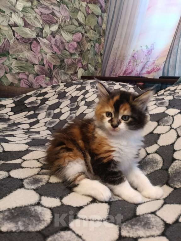 Кошки в других городах Новосибирской области: Котёнок Мейн-кун  Девочка, 18 000 руб. - фото 2