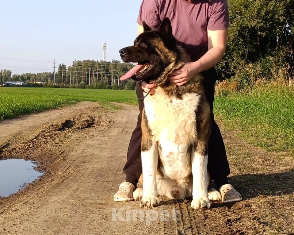 Собаки в Сертолово: Кобель американская акита Мальчик, Бесплатно - фото 2
