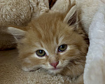 Кошки в Звенигороде: Очаровательный рыжий котенок ищет дом семью Мальчик, Бесплатно - фото 2