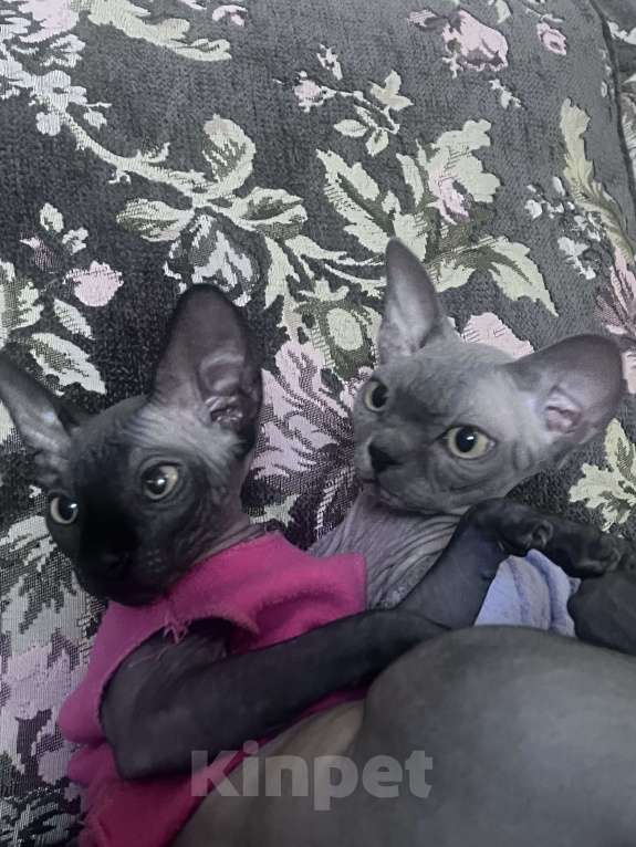 Кошки в других городах Московской области: Продам сфинкса с родословной Мальчик, 60 000 руб. - фото 6