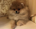Собаки в Москве: Померанский шпиц мальчик Мальчик, 10 000 руб. - фото 6