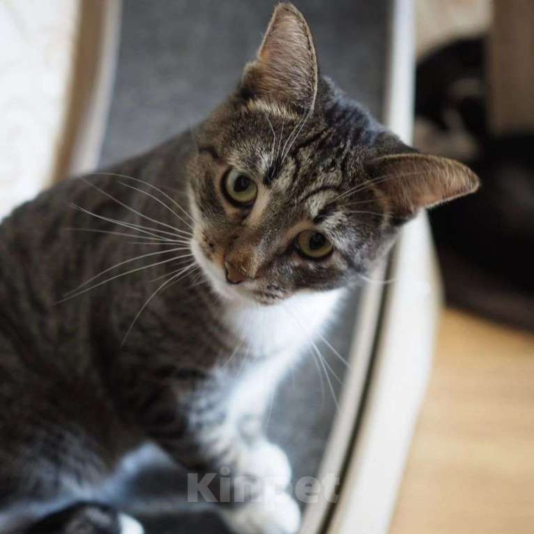 Кошки в Москве: Самый ласковый котик на свете уже год живет на передержке Мальчик, Бесплатно - фото 5