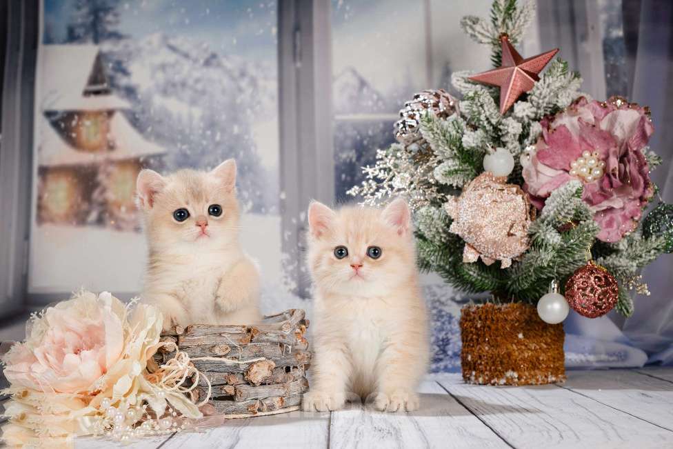 Кошки в Москве: Британские Новогодние котята. Мальчики и девочки. Мальчик, Бесплатно - фото 2
