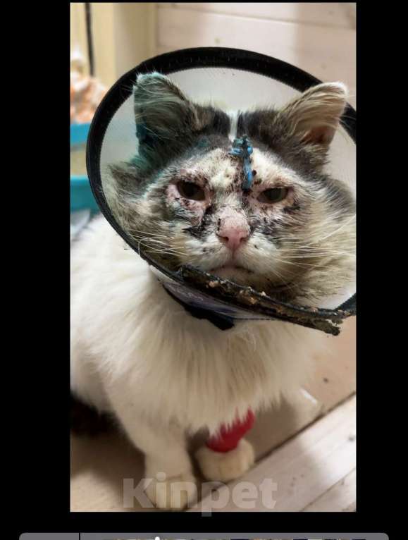 Кошки в Москве: Кот в добрые руки Мальчик, Бесплатно - фото 4