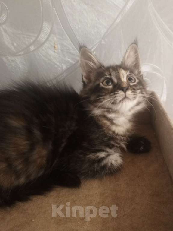 Кошки в Москве: пушистое счастье Мальчик, 20 000 руб. - фото 6