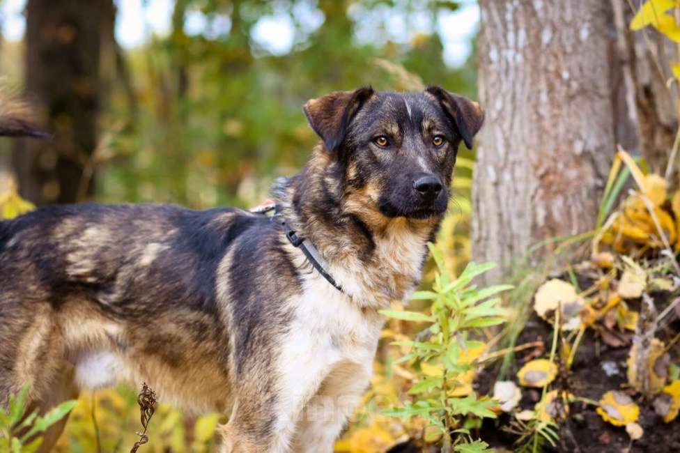 Собаки в Санкт-Петербурге: Добрый, адекватный пёс, друг кошек Мальчик, Бесплатно - фото 2