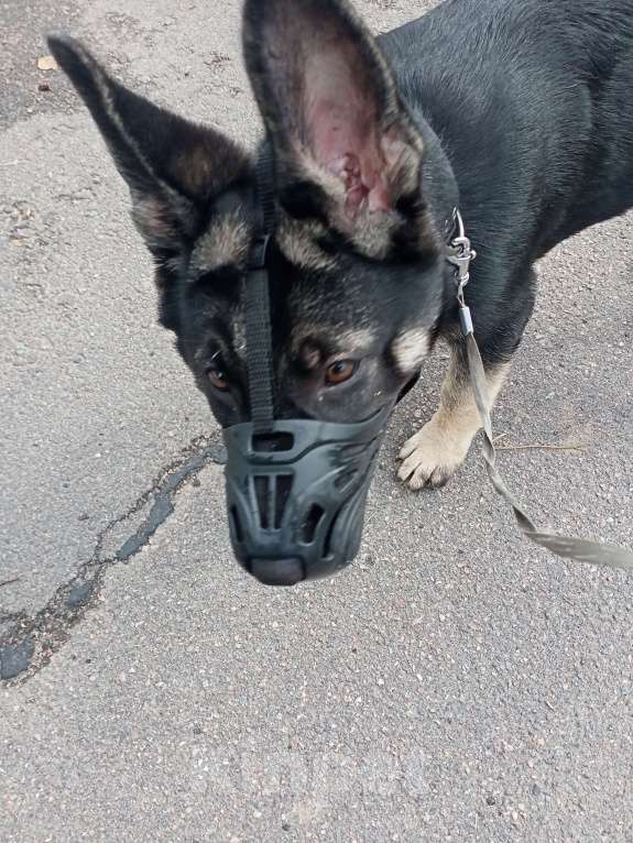 Собаки в других городах Ленинградской области: Срочно продаю Девочка, 35 000 руб. - фото 8