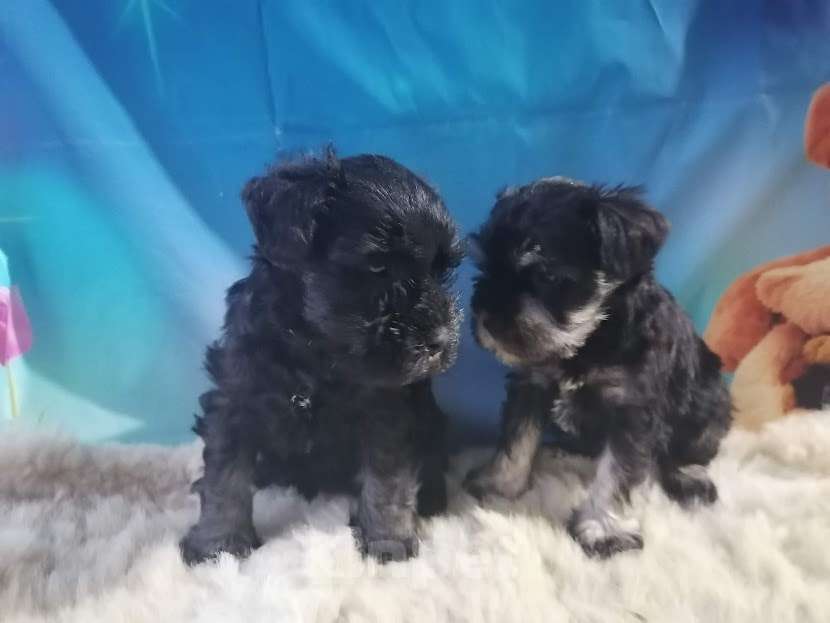 Собаки в Санкт-Петербурге: Девочка цвергшнауцера чёрная с серебром. Девочка, 40 000 руб. - фото 3