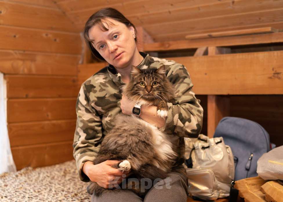 Кошки в Москве: Кот в добрые руки! Мальчик, Бесплатно - фото 7