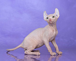 Кошки в Новокузнецке: Котенок канадский сфинкс Эльф Мальчик, Бесплатно - фото 4