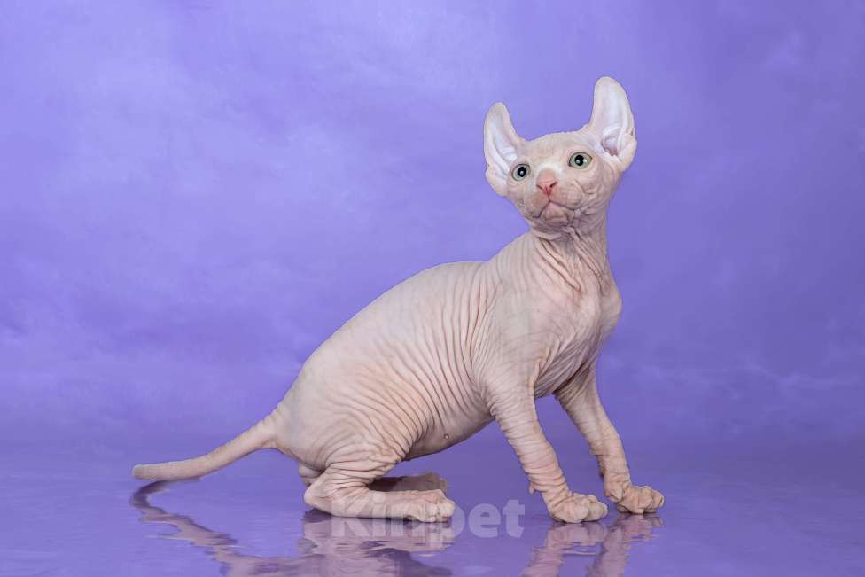 Кошки в Новокузнецке: Котенок канадский сфинкс Эльф Мальчик, Бесплатно - фото 4