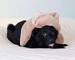 Собаки в Москве: Черное солнышко Стрелка, ласковый щеночек в добрые руки Девочка, 10 руб. - фото 2