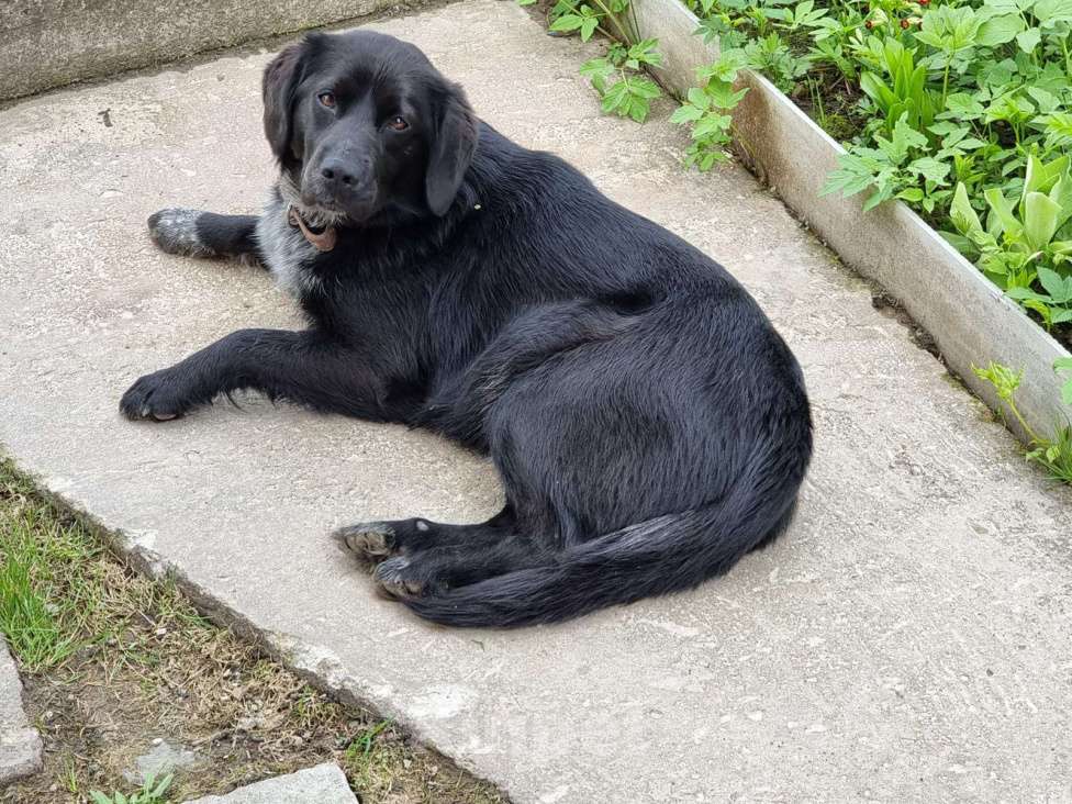 Собаки в Москве: Микролабрадор.  Собака под угрозой Девочка, Бесплатно - фото 2