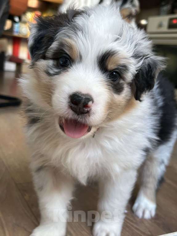 Собаки в других городах Самарской области: Щенок австралийской овчарки, девочка голубой мрамор Девочка, 120 000 руб. - фото 8