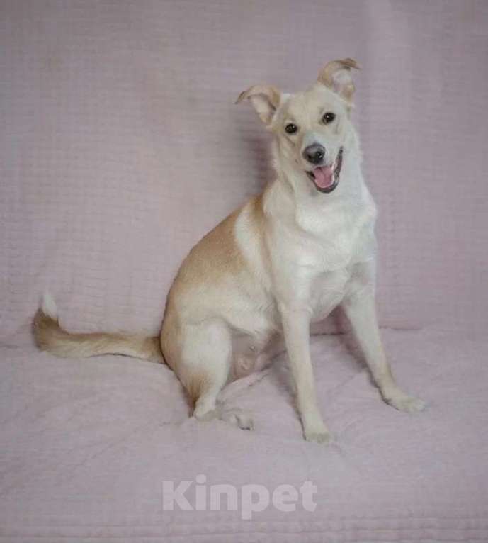 Собаки в Москве: Очаровательная собачка в добрые руки Девочка, Бесплатно - фото 2