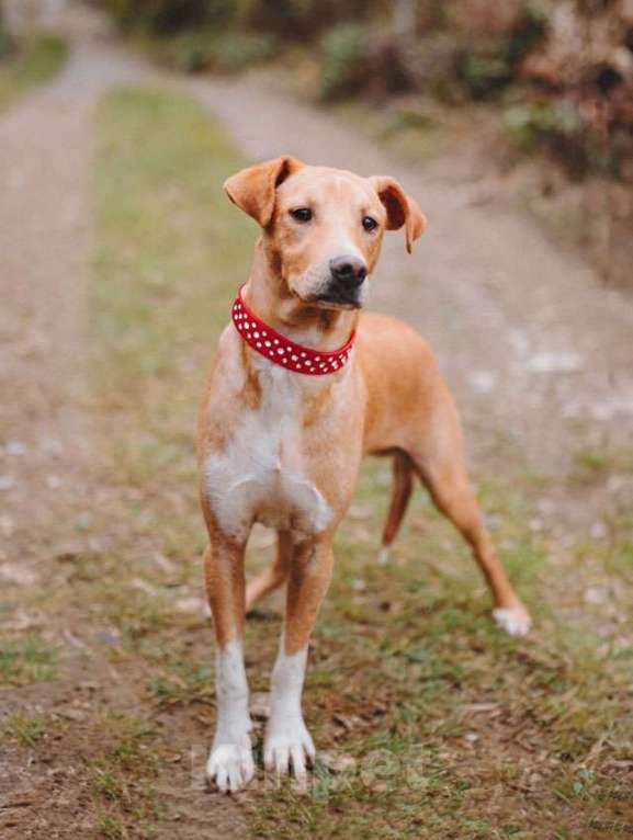 Собаки в Санкт-Петербурге: Очаровательный некрупный песик-подросток Вилли ищет семью   Мальчик, 10 руб. - фото 1