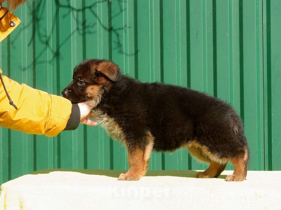 Собаки в других городах Московской области: Щенок немецкой овчарки Девочка, 60 000 руб. - фото 5