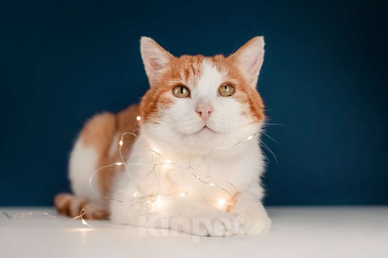 Кошки в Москве: Кот Рыжик — Рыжее солнышко ждет именно Вас Мальчик, Бесплатно - фото 3