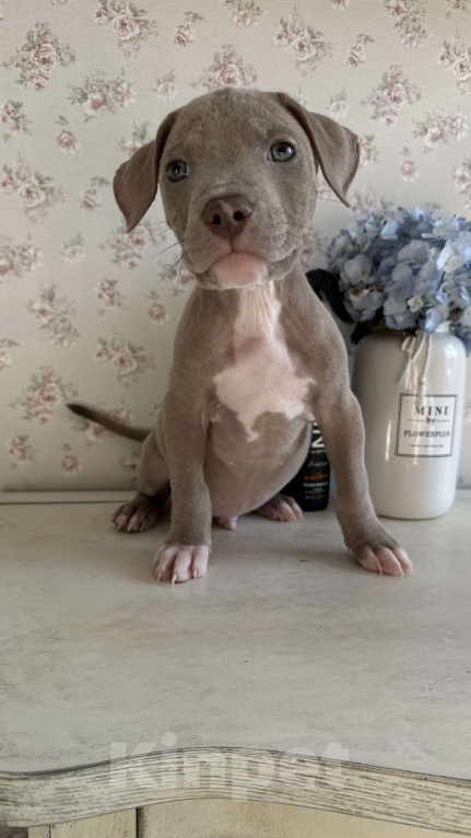 Собаки в других городах Ленинградской области: Щеночки питбуля  Девочка, 30 000 руб. - фото 10