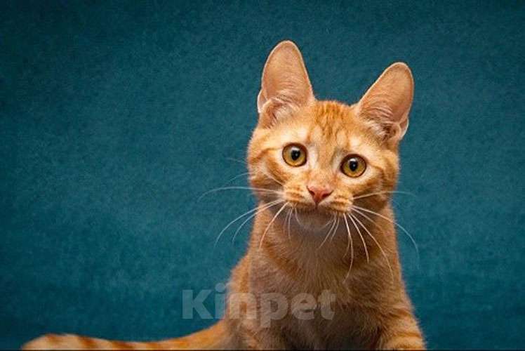 Кошки в Москве: Рыженькое солнышко Юна,чудесный ласковый котенок в добрые руки Девочка, 10 руб. - фото 3