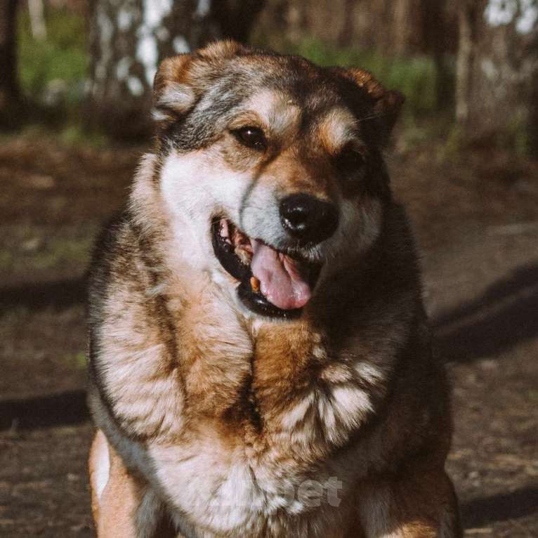 Собаки в Москве: Март Мальчик, Бесплатно - фото 3
