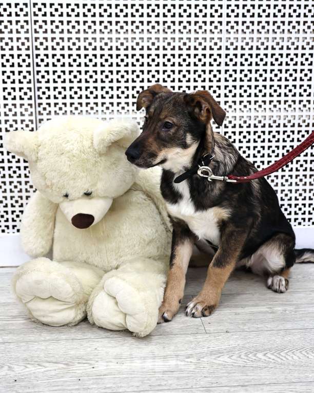 Собаки в Москве: Щенки бесплатно в Москве Девочка, Бесплатно - фото 3