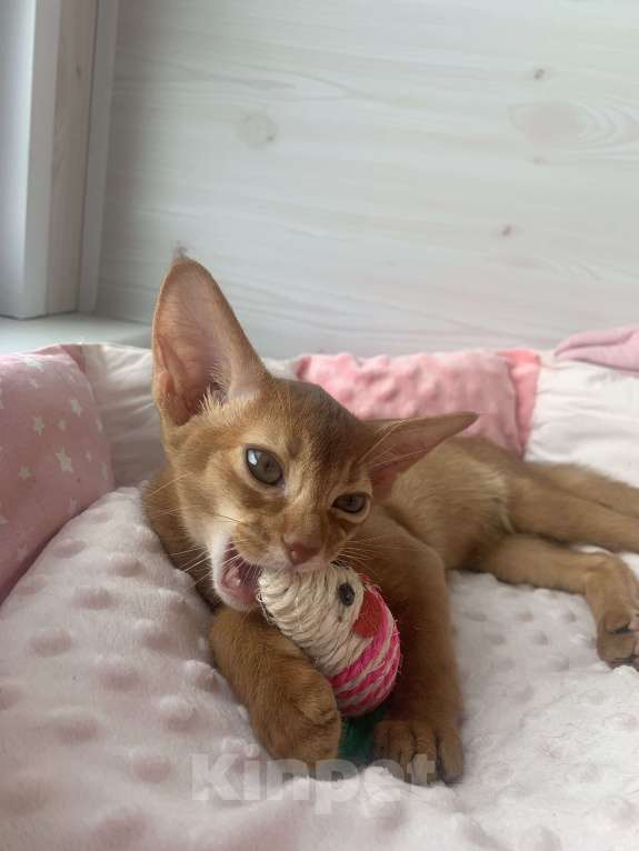 Кошки в Санкт-Петербурге: Абиссинский мальчик Мальчик, 50 000 руб. - фото 4