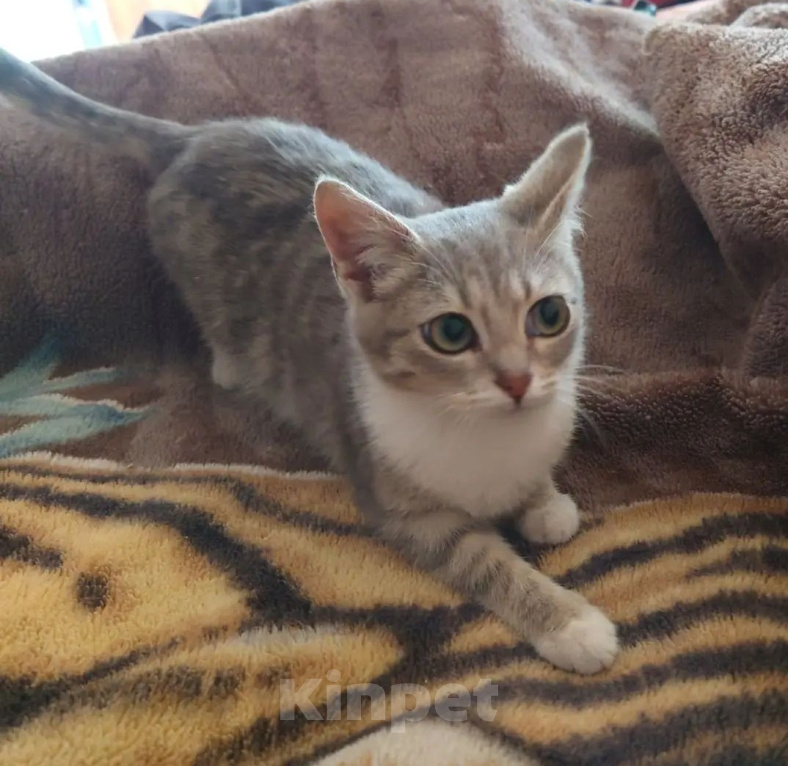 Кошки в Долгопрудном: Отдам в добрые руки Девочка, Бесплатно - фото 1