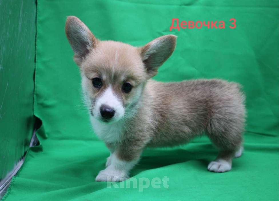 Собаки в Москве: Щенки вельш корги пемброк  Девочка, 32 000 руб. - фото 3