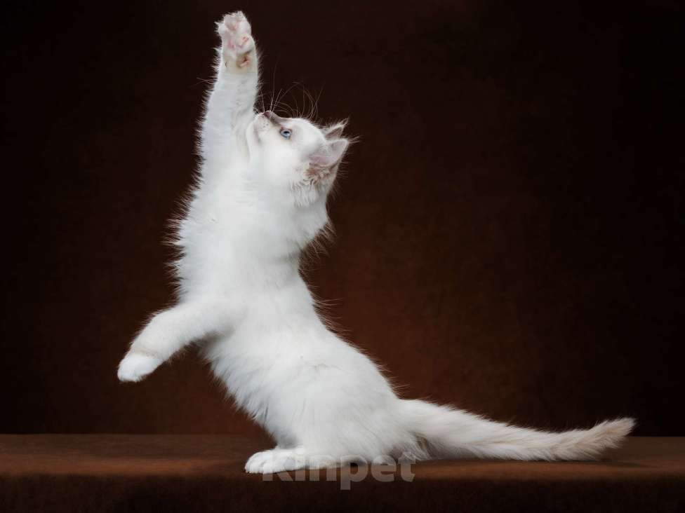 Кошки в Кировске (Мурманская область): Котенок  Мальчик, 25 000 руб. - фото 3