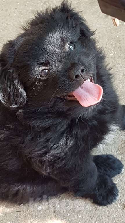 Собаки в Саке: Голландский Тюльпхонд-Спаниель Мальчик, Бесплатно - фото 3