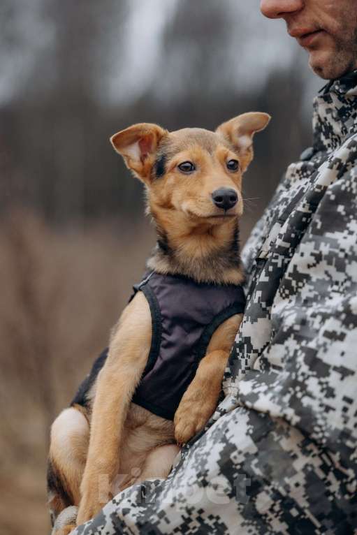 Собаки в Москве: Щенок в добрые руки Девочка, Бесплатно - фото 8