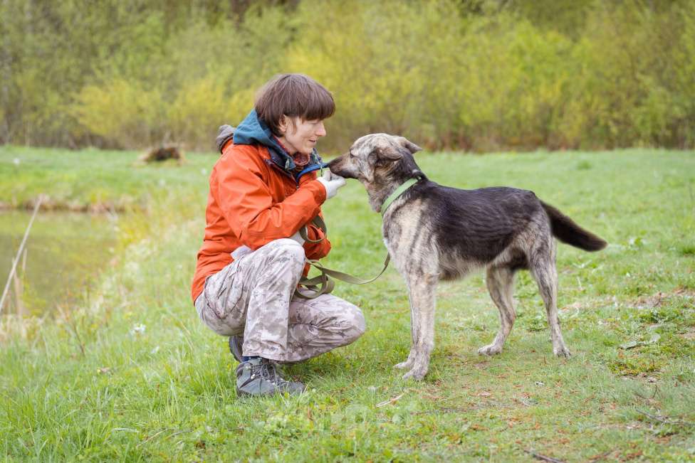 Собаки в Москве: Собака из приюта в добрые руки Мальчик, Бесплатно - фото 10